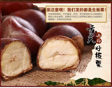 Load image into Gallery viewer, Castanea mollissima 板栗 生 新鲜 迁西板栗 栗子 油栗 燕山 野生小毛栗子5斤生粟子