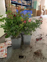 将图片加载到图库查看器,国际美森快船集运海运空运