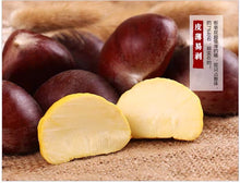 Load image into Gallery viewer, Castanea mollissima 板栗 生 新鲜 迁西板栗 栗子 油栗 燕山 野生小毛栗子5斤生粟子