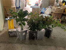 将图片加载到图库查看器,国际美森快船集运海运空运