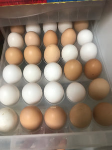 18枚正宗农家散养初生蛋土鸡蛋新鲜草鸡蛋宝宝孕妇月子蛋 18Friendly Buff Orpingtons- Fertile Hatching Eggs from Darling Farm