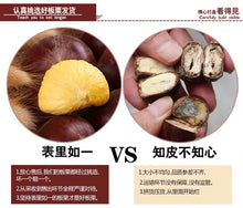 将图片加载到图库查看器，Castanea mollissima 板栗 生 新鲜 迁西板栗 栗子 油栗 燕山 野生小毛栗子5斤生粟子
