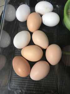 18枚正宗农家散养初生蛋土鸡蛋新鲜草鸡蛋宝宝孕妇月子蛋 18Friendly Buff Orpingtons- Fertile Hatching Eggs from Darling Farm