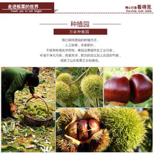 将图片加载到图库查看器，Castanea mollissima 板栗 生 新鲜 迁西板栗 栗子 油栗 燕山 野生小毛栗子5斤生粟子
