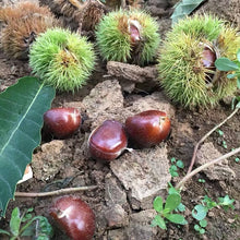 将图片加载到图库查看器，Castanea mollissima 板栗 生 新鲜 迁西板栗 栗子 油栗 燕山 野生小毛栗子5斤生粟子
